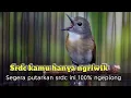 Download Lagu KICAU SRDC NGEPLONG LANTANG TERAPI SRDC AGAR CEPAT GACOR FIGHTER