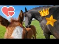 Download Lagu Follow the herd, Scratch each other first | Friesian Horses MP3