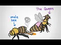 Download Lagu Why There Are No King Bees