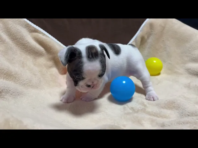 動画
