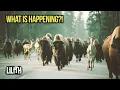 *WARNING*  Why Are Animals FLEEING YELLOWSTONE In Droves?!