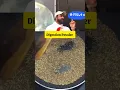 Download Lagu Gym Coach Nitesh Soni's Digestion Powder Recipe #shorts #niteshsoni