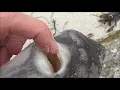 Beach combing in California Curious finds