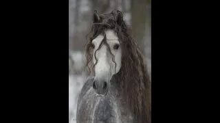 اجمل انواع الخيل 