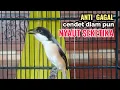 Download Lagu Suara Cendet Gacor Toet toet Efektif Anti Gagal Bikin Cendet Malas pun Langsung Nyaut Bunyi Seketika