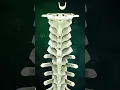 Download Lagu 3D animation Human Skeleton System | Human Body Anatomy | Skeletal system animation