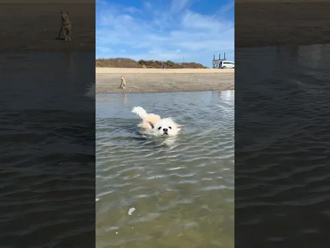 Little dogs frolic at the beach