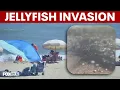Worst I ve ever seen Jellyfish surge keeps swimmers out of Ocean City water