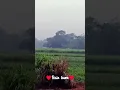 Download Lagu #nature #shortvideo tham ke brash song feel the rain just new status video #lofi