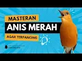 Download Lagu MACETAN PASTI NYAUT | ANIS MERAH GACOR INI 100% JITU UNTUK PANCINGAN ANIS MERAH MACET BIAR BUNYI | 2