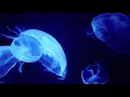 Wolfgang Gartner - Deja Vu