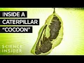 What s Inside A Caterpillar Cocoon