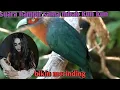 Download Lagu burung kadalan birah berwarna cantik suara mirip kuntilanak