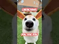 Download Lagu GWENCHANA! Deng Deng Deng 2️⃣ #cutenessoverload