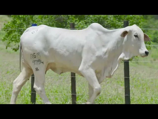 Matriz Nelore Mocho RGM - 9794