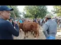 Download Lagu Juragan Tempel Borong Sapi Di Pasar Sapi Prambanan 🔥🔥🔥