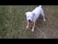 Jake the American Bulldog Lab Mix