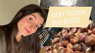 500 TULIPS for under 100 - Unboxing from Tulip World