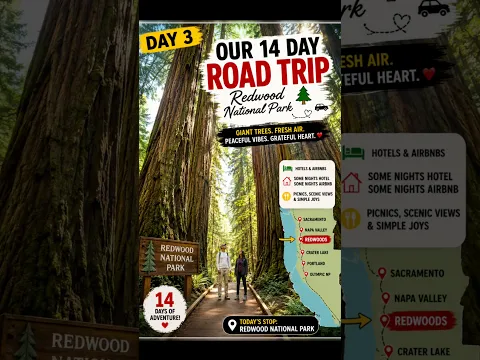 One of the most scenic drives through one of the world’s oldest forests.
