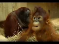 Lagu Super schattige baby orang-oetan Minggu. (Super cute baby orangutan Minggu!)