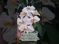 Download Lagu Anggrek ini dari bentuknya sangat unik biasa nemplok dipohon pohon dan tidak ketahuan berbunganya😄