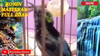 konin masteran full isian pasti jos mantap buat masteran