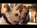 Dog-friendly Nashville Bars