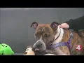 SPCA Monday 1-year-old Milo is ready for adoption