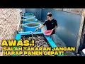 Download Lagu TAKARAN YANG PAS MEMEBERI MAKAN IKAN LELE