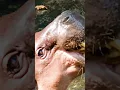 Download Lagu Hippopotamus Dance Song for Kids 🦛