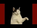 Cat Gifs