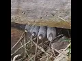 This Fungus is Known As Dead Man s Fingers And It Is Quite Disturbing