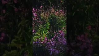 masteran lovebird belalang kecek u0026 suara air