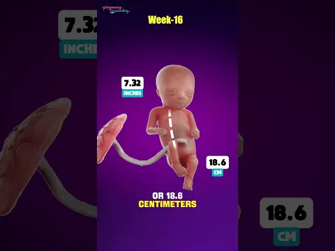 How Big Is a 16-Week Fetus?