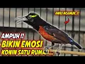 Download Lagu KOLIBRI NINJA FULL MATERI ISIAN ROLL TEMBAK MEWAH - PANCINGAN KONIN BAHAN AGAR CEPAT GACOR EMOSI