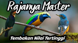 dahsyat masteran burung fighter full tembakan paling sadis 