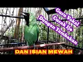 Download Lagu Guru Vokal Cucak Ijo Dengan Tembakan Dan Isian Mewah,Sangat Cocok Buat Pancingan Dan Masteran