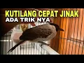 Download Lagu Cara mudah menjinakan burung kutilang