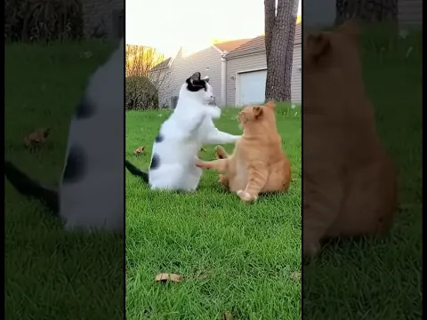 Karma Cat 🐱 Photobomb Turns Playful! #karma #catantics #shorts