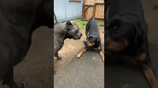 The Boys At It Again Cane Corso Vs Rottweiler 