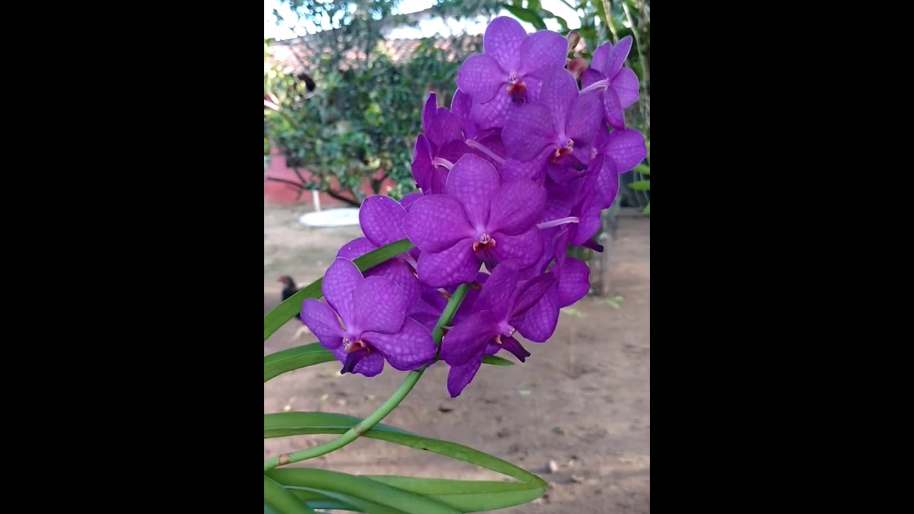 ORQUÍDEA VANDA EM FLORAÇÃO, CULTIVADA EM VASO DE CERÂMICA