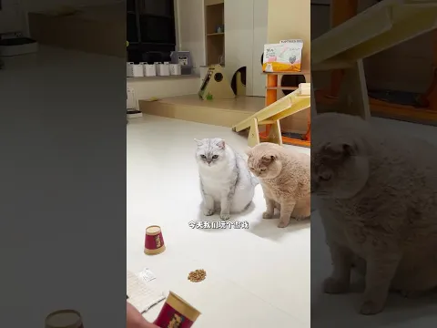 【#乔巴日记】猫：你是不是玩不起！ [#Chopper'sDiary] Cat: Are you a sore loser?! #乔巴日记 #cat #pets #布偶猫