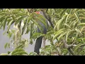 Lagu Kadalan Kembang, Zanclostomus Javanicus,  Red Billed Malkoha