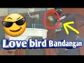 Download Lagu Menangkap love bird bandangan yang tiba-tiba menyambar kekandang