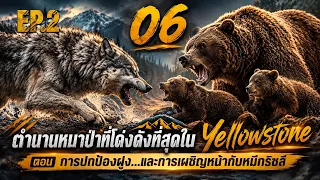 06 ตำนานหมาป่าที่โด่งดังที่สุดใน Yellowstone | EP.2 การปกป้องฝูง และ การเผชิญหน้ากับหมีกริซลี