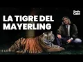 Download Lagu Tigri, topless e sacchi pieni di soldi: quando il Mayerling era il centro della disco