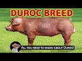 Everything you need to know about DUROC PIG BREED in Nigeria