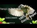 Download Lagu terapi air dan masteran trucukan agar cepet ropel || Burung Rumahan ID