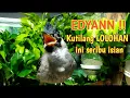 Download Lagu Edyan kutilang LOLOHAN ini banyak sekali isiannya