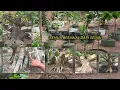 Download Lagu Intip Bahan Bonsai Di Lahan Ground Milik Mas Otox